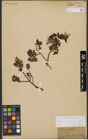 Foto von Salix waldsteiniana Willd.